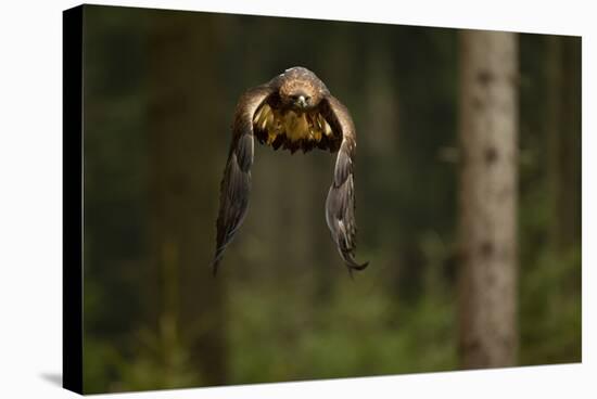 Golden Eagle (Aquila Chrysaetos) Flying Through Forest, Czech Republic, November. Captive-Ben Hall-Stretched Canvas