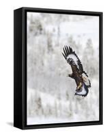 Golden Eagle (Aquila Chrysaetos) in Flight, Flatanger, Norway, November 2008-Widstrand-Framed Stretched Canvas