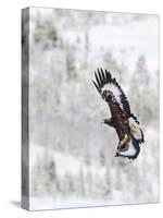 Golden Eagle (Aquila Chrysaetos) in Flight, Flatanger, Norway, November 2008-Widstrand-Stretched Canvas