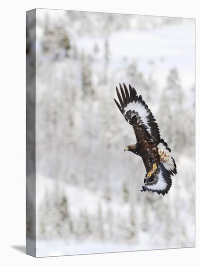 Golden Eagle (Aquila Chrysaetos) in Flight, Flatanger, Norway, November 2008-Widstrand-Stretched Canvas