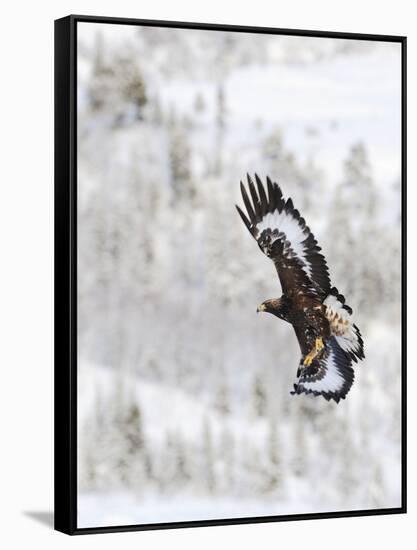 Golden Eagle (Aquila Chrysaetos) in Flight, Flatanger, Norway, November 2008-Widstrand-Framed Stretched Canvas