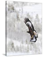 Golden Eagle (Aquila Chrysaetos) in Flight, Flatanger, Norway, November 2008-Widstrand-Stretched Canvas