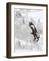 Golden Eagle (Aquila Chrysaetos) in Flight, Flatanger, Norway, November 2008-Widstrand-Framed Photographic Print