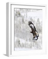 Golden Eagle (Aquila Chrysaetos) in Flight, Flatanger, Norway, November 2008-Widstrand-Framed Photographic Print