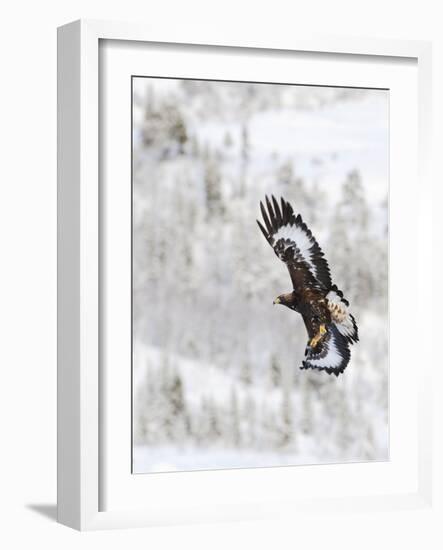 Golden Eagle (Aquila Chrysaetos) in Flight, Flatanger, Norway, November 2008-Widstrand-Framed Photographic Print