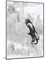 Golden Eagle (Aquila Chrysaetos) in Flight, Flatanger, Norway, November 2008-Widstrand-Mounted Photographic Print