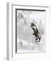 Golden Eagle (Aquila Chrysaetos) in Flight, Flatanger, Norway, November 2008-Widstrand-Framed Photographic Print