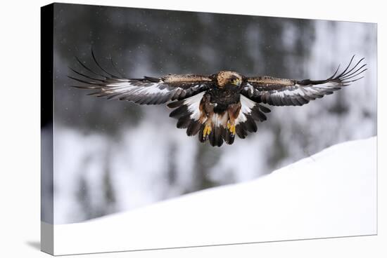 Golden Eagle (Aquila Chrysaetos) in Flight over Snow, Flatanger, Norway, November 2008-Widstrand-Stretched Canvas