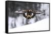 Golden Eagle (Aquila Chrysaetos) in Flight over Snow, Flatanger, Norway, November 2008-Widstrand-Framed Stretched Canvas