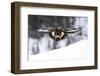 Golden Eagle (Aquila Chrysaetos) in Flight over Snow, Flatanger, Norway, November 2008-Widstrand-Framed Photographic Print