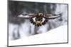 Golden Eagle (Aquila Chrysaetos) in Flight over Snow, Flatanger, Norway, November 2008-Widstrand-Mounted Photographic Print
