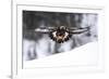 Golden Eagle (Aquila Chrysaetos) in Flight over Snow, Flatanger, Norway, November 2008-Widstrand-Framed Photographic Print