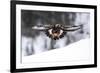 Golden Eagle (Aquila Chrysaetos) in Flight over Snow, Flatanger, Norway, November 2008-Widstrand-Framed Photographic Print