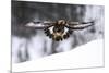 Golden Eagle (Aquila Chrysaetos) in Flight over Snow, Flatanger, Norway, November 2008-Widstrand-Mounted Photographic Print