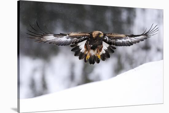 Golden Eagle (Aquila Chrysaetos) in Flight over Snow, Flatanger, Norway, November 2008-Widstrand-Stretched Canvas