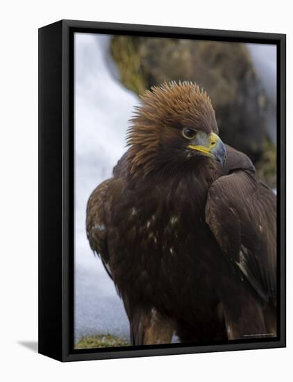 Golden Eagle (Aquila Chrysaetos), in Snow, Captive, United Kingdom, Europe-Ann & Steve Toon-Framed Stretched Canvas