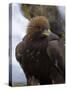 Golden Eagle (Aquila Chrysaetos), in Snow, Captive, United Kingdom, Europe-Ann & Steve Toon-Stretched Canvas