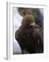 Golden Eagle (Aquila Chrysaetos), in Snow, Captive, United Kingdom, Europe-Ann & Steve Toon-Framed Photographic Print