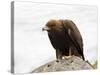 Golden Eagle, Aquila Chrysaetos, in Snow, Captive, United Kingdom-Steve & Ann Toon-Stretched Canvas