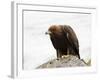 Golden Eagle, Aquila Chrysaetos, in Snow, Captive, United Kingdom-Steve & Ann Toon-Framed Photographic Print