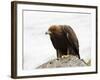 Golden Eagle, Aquila Chrysaetos, in Snow, Captive, United Kingdom-Steve & Ann Toon-Framed Photographic Print