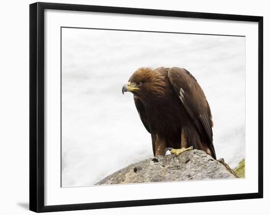 Golden Eagle, Aquila Chrysaetos, in Snow, Captive, United Kingdom-Steve & Ann Toon-Framed Photographic Print