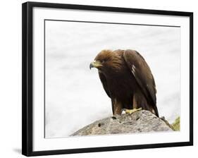 Golden Eagle, Aquila Chrysaetos, in Snow, Captive, United Kingdom-Steve & Ann Toon-Framed Photographic Print