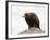 Golden Eagle, Aquila Chrysaetos, in Snow, Captive, United Kingdom-Steve & Ann Toon-Framed Photographic Print