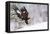 Golden Eagle (Aquila Chrysaetos) Landing in Snow, Flatanger, Norway, November 2008-Widstrand-Framed Stretched Canvas