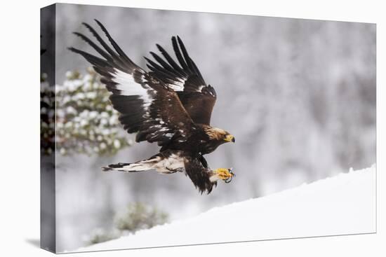 Golden Eagle (Aquila Chrysaetos) Landing in Snow, Flatanger, Norway, November 2008-Widstrand-Stretched Canvas