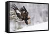 Golden Eagle (Aquila Chrysaetos) Landing in Snow, Flatanger, Norway, November 2008-Widstrand-Framed Stretched Canvas