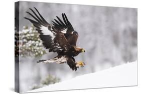 Golden Eagle (Aquila Chrysaetos) Landing in Snow, Flatanger, Norway, November 2008-Widstrand-Stretched Canvas