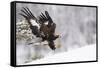 Golden Eagle (Aquila Chrysaetos) Landing in Snow, Flatanger, Norway, November 2008-Widstrand-Framed Stretched Canvas