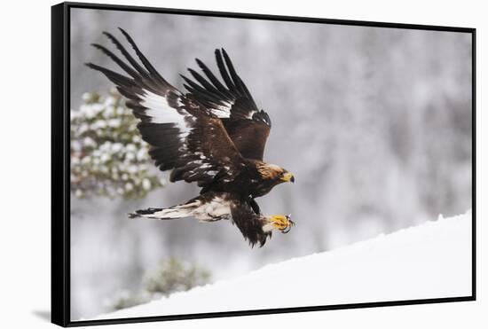 Golden Eagle (Aquila Chrysaetos) Landing in Snow, Flatanger, Norway, November 2008-Widstrand-Framed Stretched Canvas