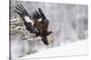 Golden Eagle (Aquila Chrysaetos) Landing in Snow, Flatanger, Norway, November 2008-Widstrand-Stretched Canvas