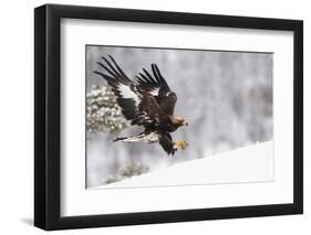 Golden Eagle (Aquila Chrysaetos) Landing in Snow, Flatanger, Norway, November 2008-Widstrand-Framed Photographic Print