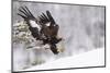 Golden Eagle (Aquila Chrysaetos) Landing in Snow, Flatanger, Norway, November 2008-Widstrand-Mounted Photographic Print