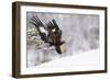 Golden Eagle (Aquila Chrysaetos) Landing in Snow, Flatanger, Norway, November 2008-Widstrand-Framed Photographic Print