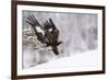 Golden Eagle (Aquila Chrysaetos) Landing in Snow, Flatanger, Norway, November 2008-Widstrand-Framed Photographic Print