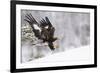 Golden Eagle (Aquila Chrysaetos) Landing in Snow, Flatanger, Norway, November 2008-Widstrand-Framed Photographic Print