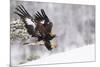 Golden Eagle (Aquila Chrysaetos) Landing in Snow, Flatanger, Norway, November 2008-Widstrand-Mounted Photographic Print