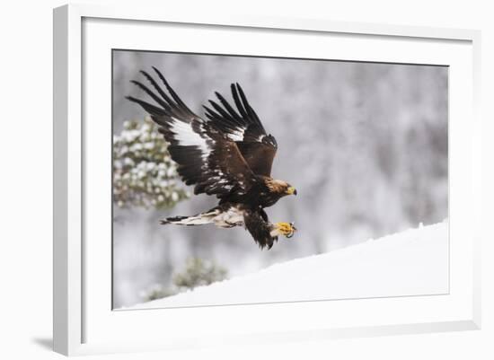 Golden Eagle (Aquila Chrysaetos) Landing in Snow, Flatanger, Norway, November 2008-Widstrand-Framed Photographic Print