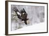 Golden Eagle (Aquila Chrysaetos) Landing in Snow, Flatanger, Norway, November 2008-Widstrand-Framed Photographic Print