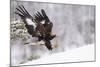 Golden Eagle (Aquila Chrysaetos) Landing in Snow, Flatanger, Norway, November 2008-Widstrand-Mounted Photographic Print