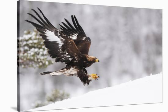 Golden Eagle (Aquila Chrysaetos) Landing in Snow, Flatanger, Norway, November 2008-Widstrand-Stretched Canvas