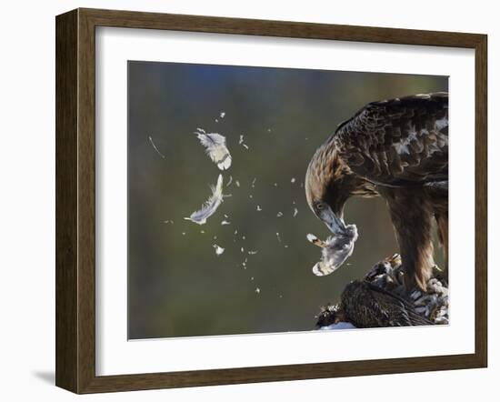 Golden Eagle (Aquila Chrysaetos) Plucking Capercaillie (Tetrao Urogallus) Kuusamo, Finland, April-Markus Varesvuo-Framed Photographic Print