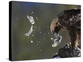 Golden Eagle (Aquila Chrysaetos) Plucking Capercaillie (Tetrao Urogallus) Kuusamo, Finland, April-Markus Varesvuo-Stretched Canvas