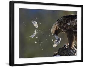 Golden Eagle (Aquila Chrysaetos) Plucking Capercaillie (Tetrao Urogallus) Kuusamo, Finland, April-Markus Varesvuo-Framed Photographic Print