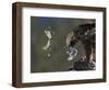 Golden Eagle (Aquila Chrysaetos) Plucking Capercaillie (Tetrao Urogallus) Kuusamo, Finland, April-Markus Varesvuo-Framed Photographic Print