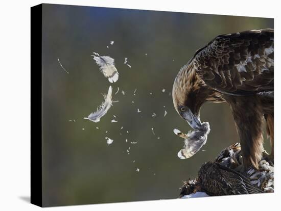 Golden Eagle (Aquila Chrysaetos) Plucking Capercaillie (Tetrao Urogallus) Kuusamo, Finland, April-Markus Varesvuo-Stretched Canvas